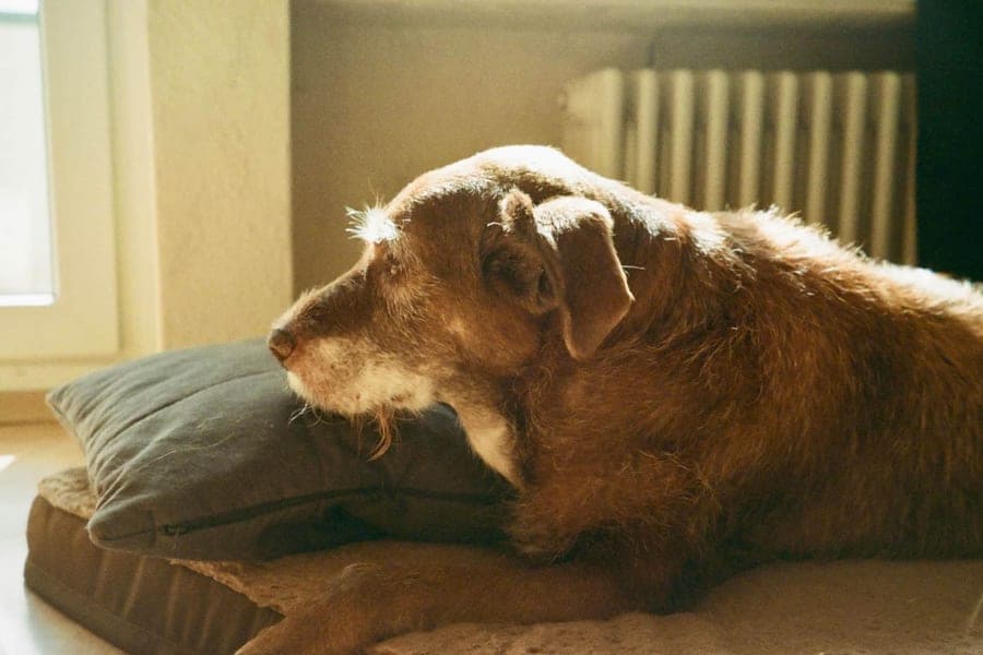 Grey & Gentle — Senior dog mobility & comfort gear — orthopedic beds, ramps & harnesses