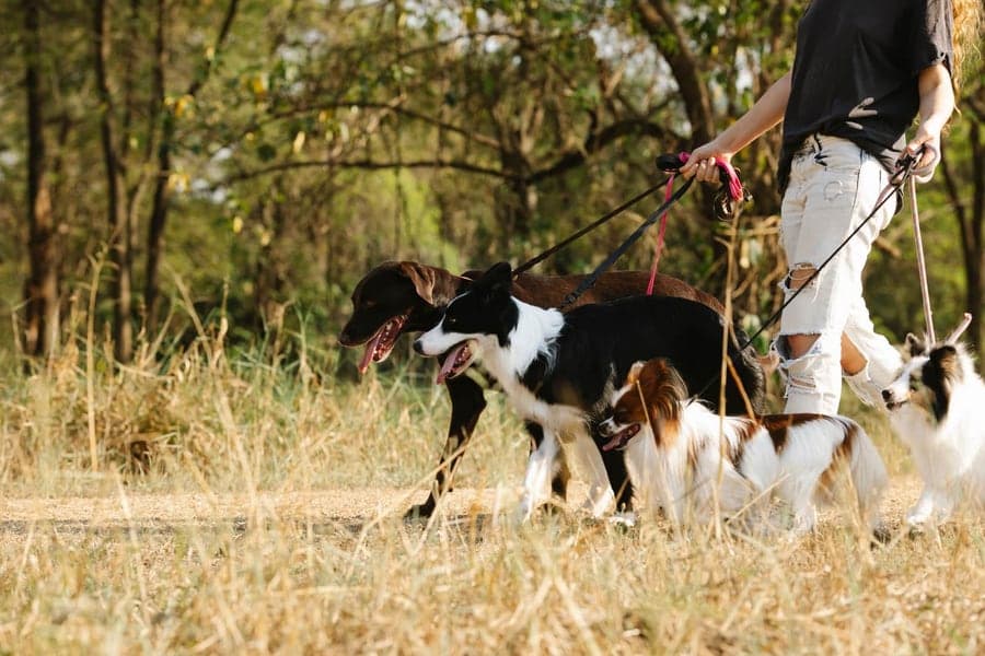 Leash Loam — Dog walking gear — no-pull harnesses, leashes & car safety