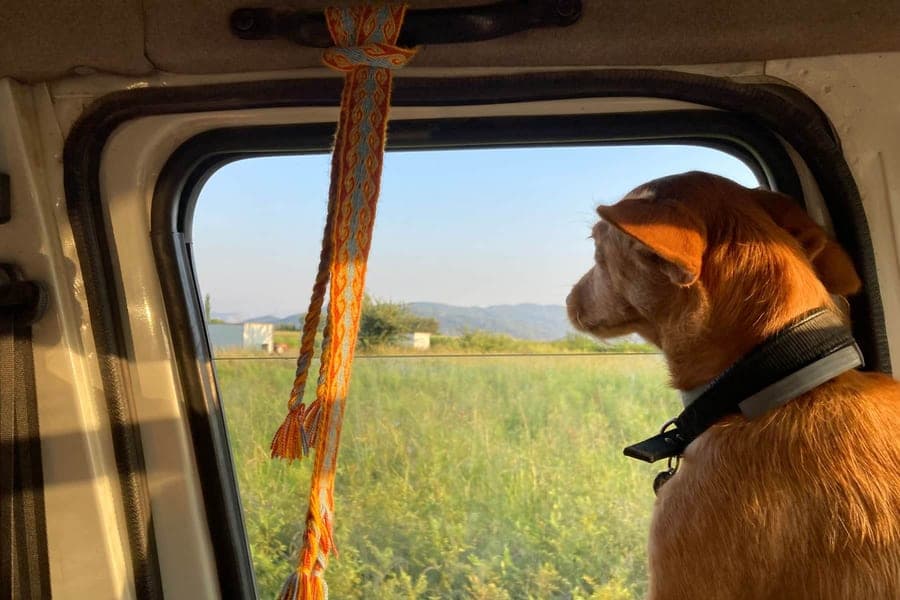 Paw & Passport — Dog travel gear — carriers, car safety & crates